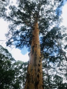 Gloucester Tree, Pemberton, WA